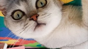 Cats singing Hickory Dickory Dock