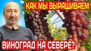 Как мы получаем большие урожаи сладкого винограда в Псковской области, в теплице на высоких грядках?