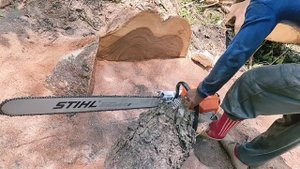 Legendary Chainsaw !! STIHL 070 Vs Huge Trembesi tree.