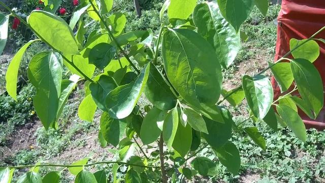 МОРОЗОСТОЙКАЯ ХУРМА МИДЕР ВЫДЕРЖИВАЕТ -30 АКТИВНЫЙ ВЕСЕННИЙ ПРИРОСТ смотреть онлайн