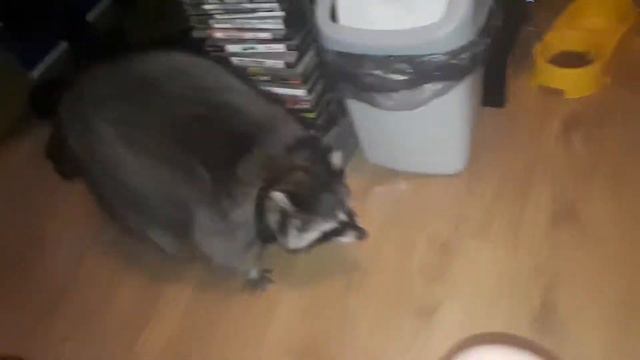 Енот и хорёк смотреть онлайн