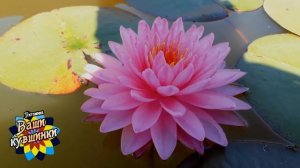 Нимфея Khongкwan (Кхонгкван)кувшинка, waterlily, водные растения, пруд