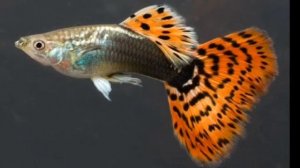 Аквариумные рыбки | Гуппи | содержание, уход, совместимость