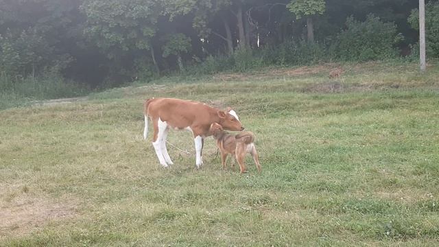 Дружба собачки и теленка смотреть онлайн