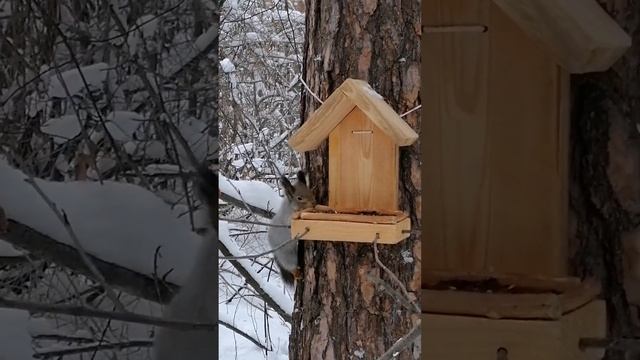 Наблюдаем за белкой.