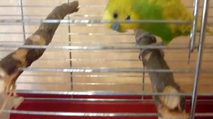 ВЕСЕННЯЯ ЛИНЬКА У ПОПУГАЯ ТОШИ/Ск.перьев теряет попугай во время линьки/зеленый попугайчик TV