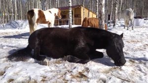 Как спит лошадь?