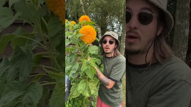 Mitch Grows - Organic No Dig kitchen garden tour 2021.