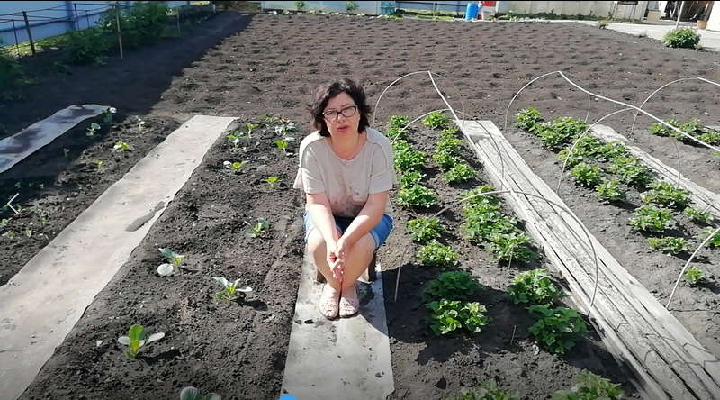 Капусте быть! (Часть 3). смотреть онлайн