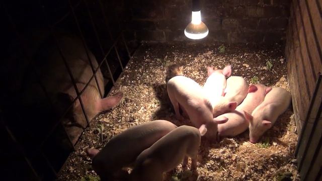 поросята укладываются спать смотреть онлайн