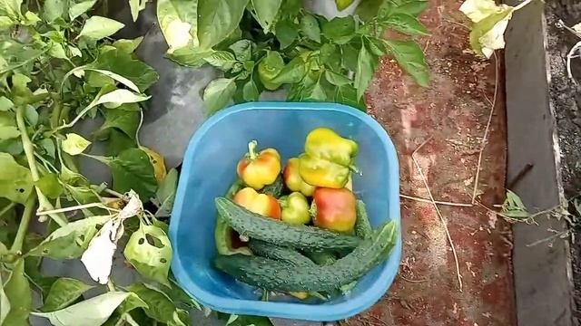 Купила тюльпаны. Хочу второй урожай перцев! смотреть онлайн