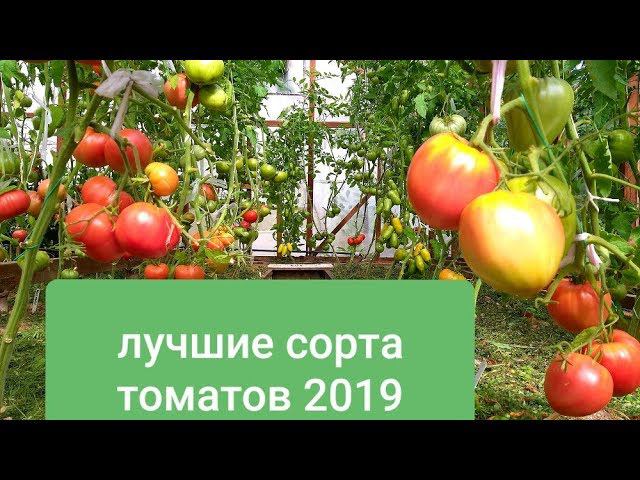 Томаты на 2019 год отзывы. Хорошие сорта помидор. Томаты тепличные. Парник для помидоров. Парниковые помидоры.