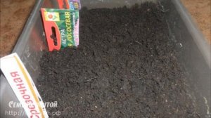 Когда сажать астры на рассаду?