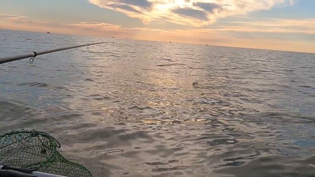 ТАРАНЬ, ШЕМАЯ В ТАГАНРОГСКОМ ЗАЛИВЕ ОДНО РАСТРОЙСТВО