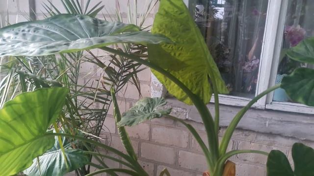 ОЛЕАНДРЫ , АЛОКАЗИИ , ИНЖИР( у мамы в саду) смотреть онлайн