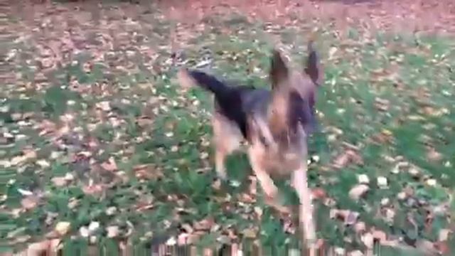 Овчарка Нора. Саратов. смотреть онлайн