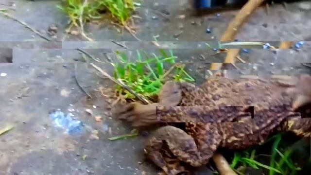 Вышла Жаба из болота! Болотная красавица! смотреть онлайн