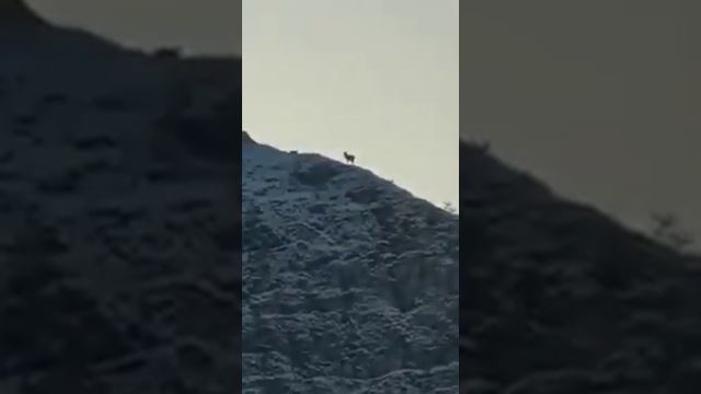 ВОЛКИ ЗАГНАЛИ ОЛЕНЯ НА СКАЛУ. НОЯБРЬ 2019 смотреть онлайн