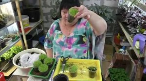 выращиваю лобелию двумя способами. стрижка лобелии часть 1