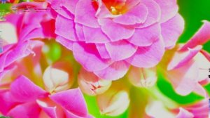 Красивое поздравление с Днем Рождения! С Днем Рождения тебя! Красивая песня