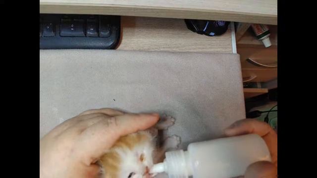 Котята ждут хозяев смотреть онлайн