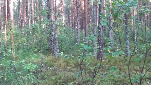 Открытие охоты с Добычем - сезон 2023 24 смотреть онлайн