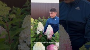 гортензия Геркулес Хит ('GRHP14'PBR) Hydrangea paniculata 'Hercules, редкость, жемчужина для сада.
