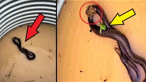 Такого вы не видели! Спасаясь от воды 2 мыши, лягушка и жук залезли на змею!