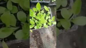 Методика выращивания Сильфия пронзеннолистная. Видеозаметки профессора Н.А. Зеленского