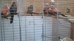 Волнистые и розовобрюхие попугайчики