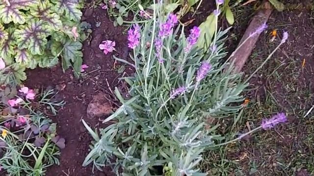 Собираем травки для нового МК Натуральная косметика ручной работы смотреть онлайн