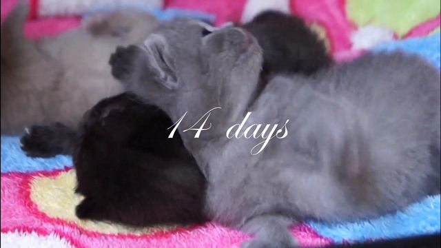 Британский котёнок Марио. 20 дней после рождения