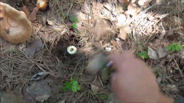 ГРУЗДИ смотреть онлайн