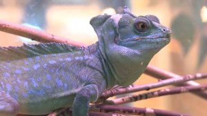 Ящериц в Ярославле угостили вкусняшкой