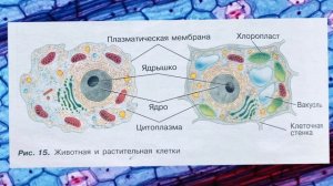 Биология 5-6 класс (Пасечник) аудио параграф 8 «Строение клетки»