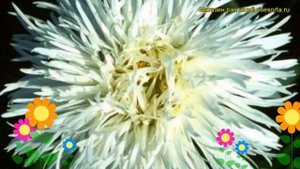 Нивяник наибольший Аглая. Краткий обзор, описание характеристик leucanthemum superbum Aglaia