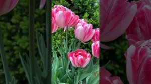 Тюльпан Анжелика/ Tulipa double late Angelique