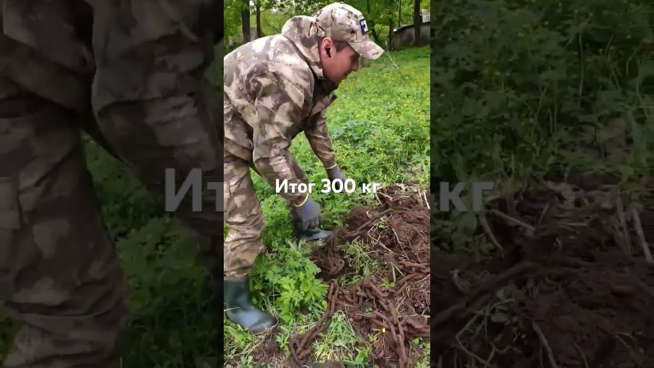 #металокоп Итог бомбической находки смотреть онлайн