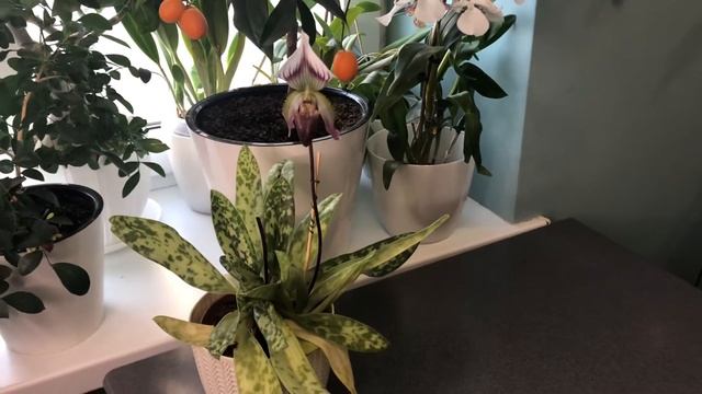 Paphiopedilum callosum / пафиопедилум мозолистый. Стоп-лист у пафиопедилума смотреть онлайн