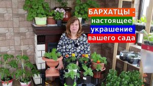 Бархатцы будут пышными. Яркое украшение для вашего сада