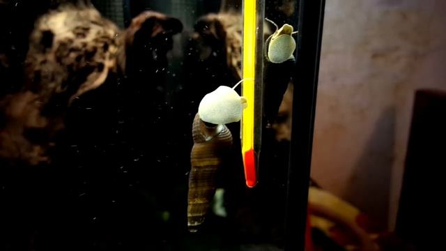 Тиломелании смотреть онлайн