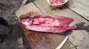 разделка рыбы щуки на холодное копчение. cutting fish fillet pike