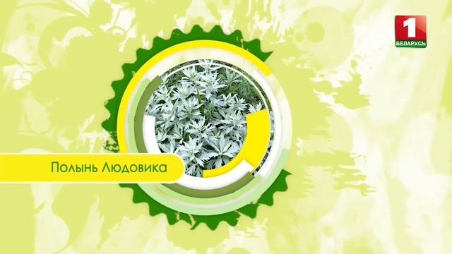 Новое поступление многолетников в питомнике растений "Красный клен" https://rasliny.by смотреть онлайн