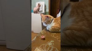 Кот Коржик понимает человеческую речь!!! Он понимает русский язык!! Супер рыжий умный кот