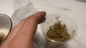 Как прорастить клубенёчки алоказии Полли если он долго «спит»