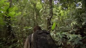 Bear Grylls in Borneo Jungle | Man vs Wild (4/6)