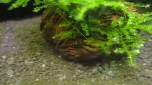 Остракоды (Ostracoda)