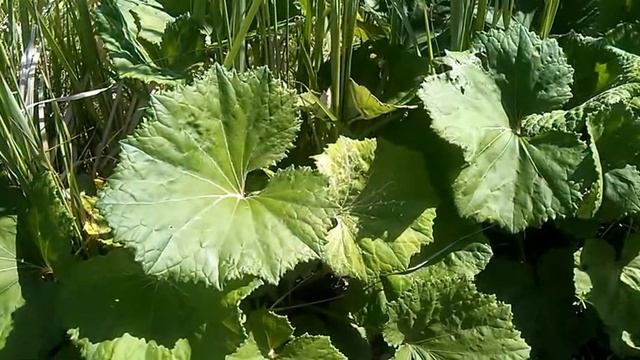 Сбор лекарственных трав для чая. Herbal tea collection смотреть онлайн