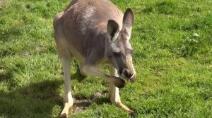 Eastern Grey Kangaroo | Animal Spy Australia