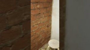 кирпичная стена в хрущевке, коридор, так делать не надо!